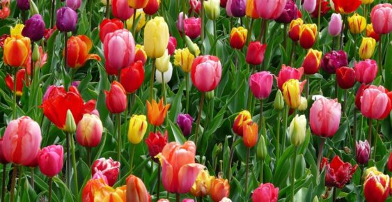 Image result for Free tulips March 3, 2018