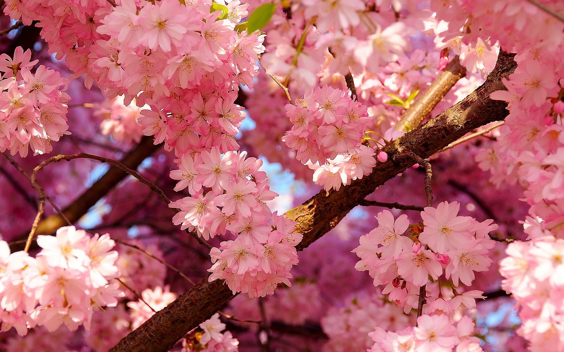 2019 Cherry Blossom Festival  Cupertino-6177