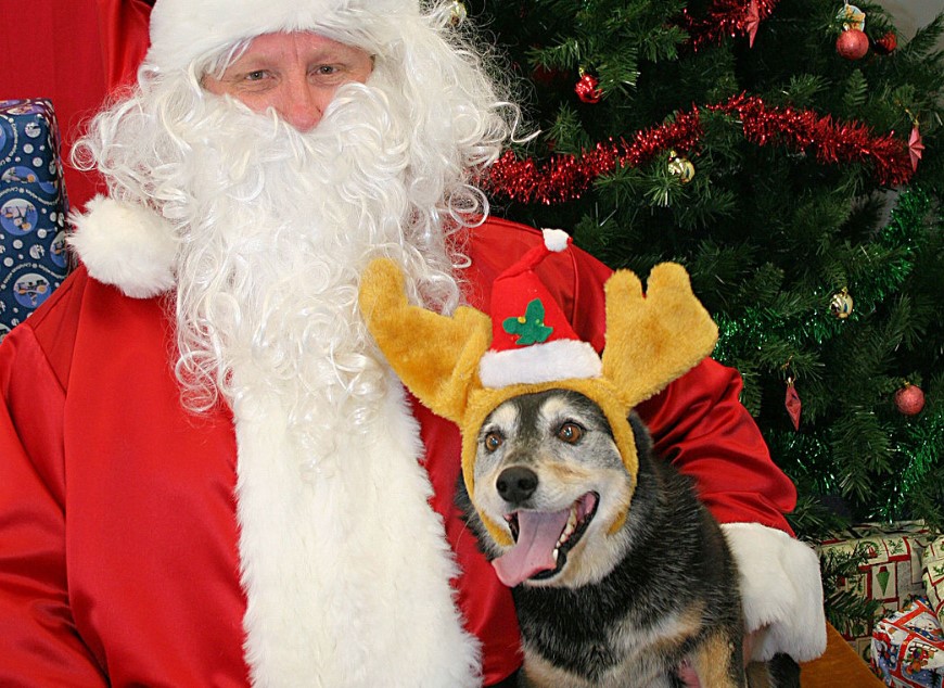 Christmas in the Park: Dog Day & Toy Drive at the Park | San Jose