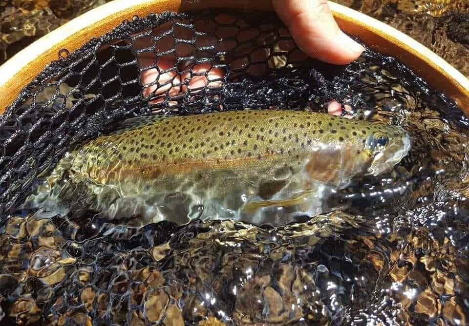 Fish of the Peninsula and the South Bay Watersheds