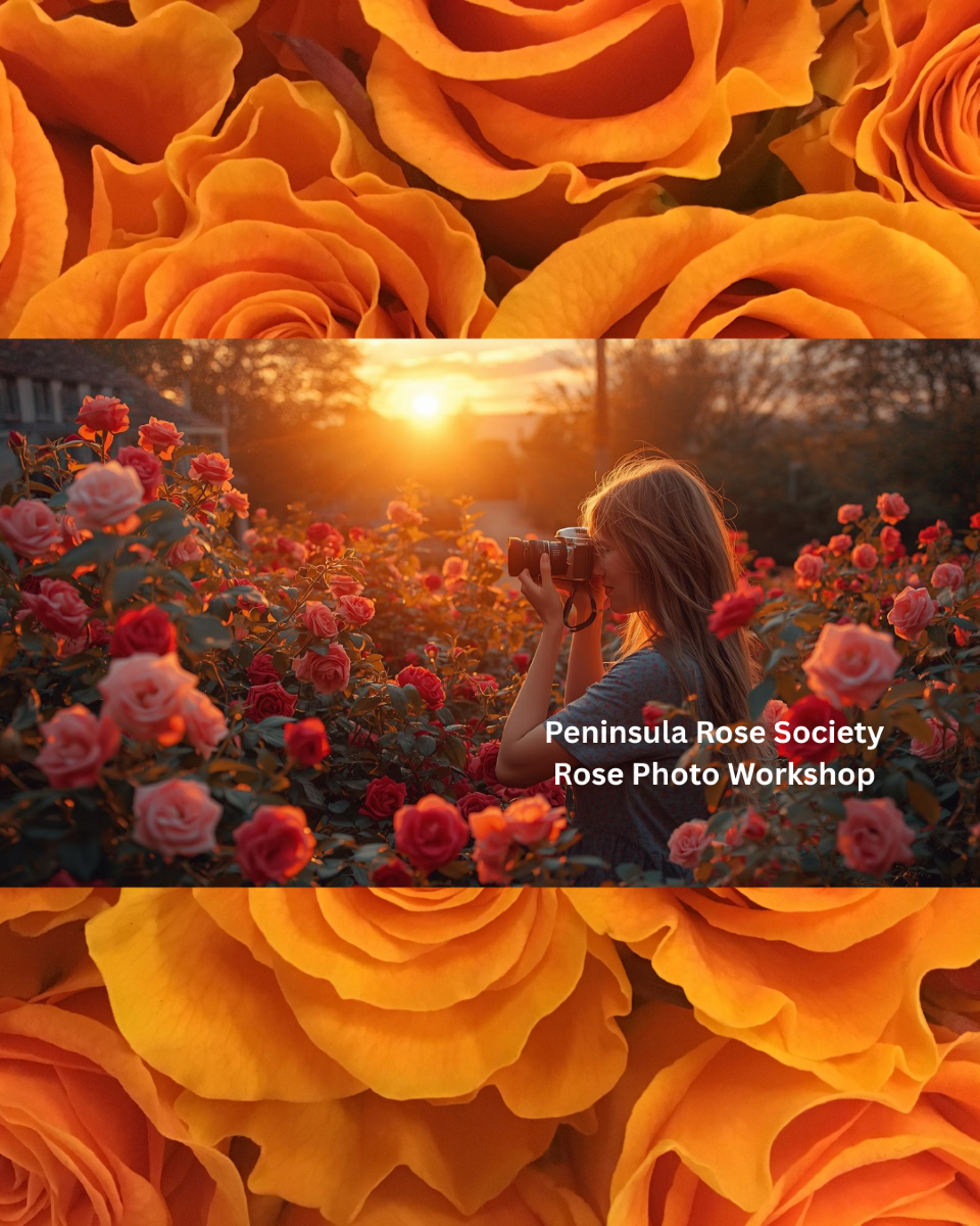 Peninsula Rose Society Rose Photography Workshop (Redwood City)